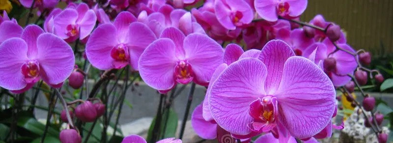 Orchidea Vola Via!